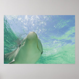 Poster Golfinho-nariz-de-garrafa (Tursiops truncatus)