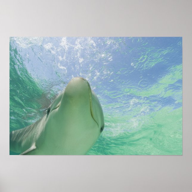 Poster Golfinho-nariz-de-garrafa (Tursiops truncatus) (Frente)