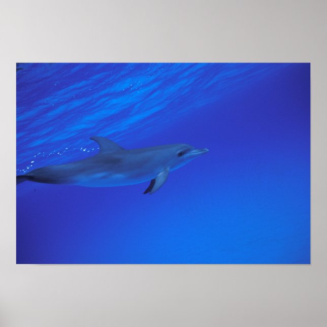 Poster Golfinho pintado do Caribe, Bahamas (Frente)