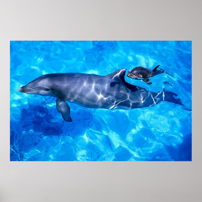 Pôster golfinhos (Frente)