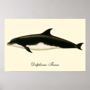 Pôster Golfinhos Delphinus Tursio, Animais Marinhos Antig