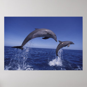 Poster golfinhos-do-caribe, nariz-de-garrafa