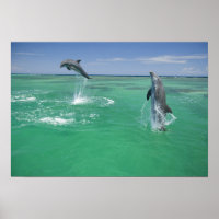 Golfinhos-do-garganta Túmulos-tronco