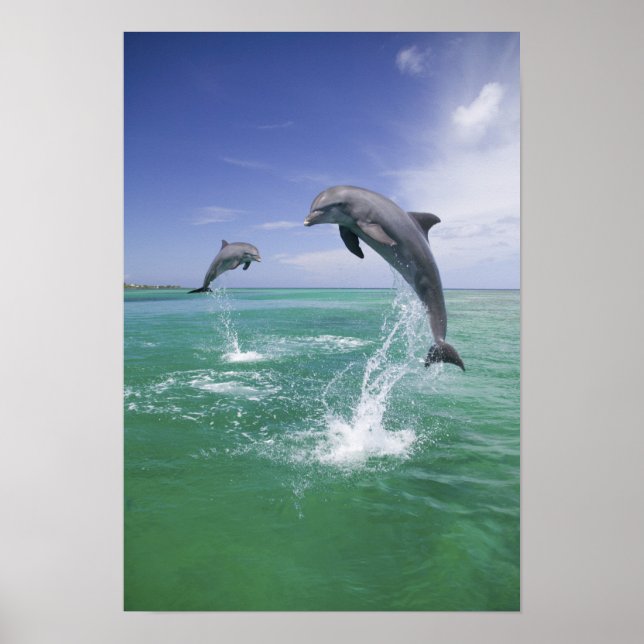 Pôster Golfinhos-do-garganta (Tursiops truncatus) 4 (Frente)