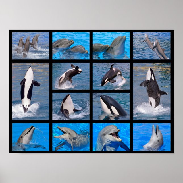 Pôster Golfinhos e baleias assassinas (Frente)