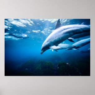 Poster Golfinhos subaquáticos