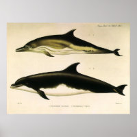 Golfinhos Vintage, Animais Mamíferos Marinhos