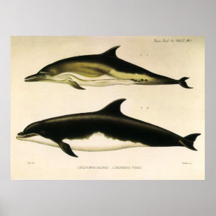 Poster Golfinhos Vintage, Animais Mamíferos Marinhos 