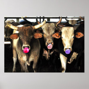 Pôster Goma-Bola-Boca-Vaca-Touro Rodeo Vacas-Touro Arte O