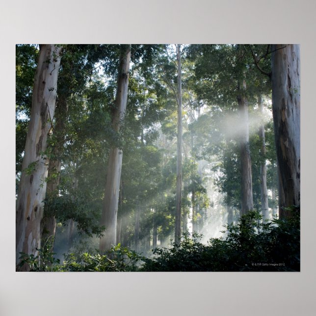 Pôster Goma-pé (Eucalyptus) na floresta tropical Tokai (Frente)