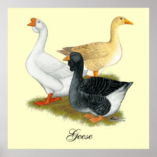 Pôster Goose Trio