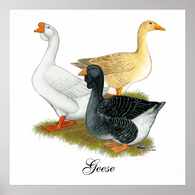 Poster Goose Trio (Frente)
