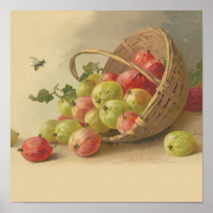 Pôster Gooseberries do vintage