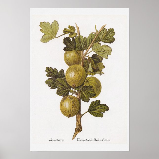 Pôster Gooseberry 'Crompton's Sheba Queen' (Frente)