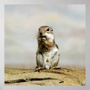 Pôster Gopher_005