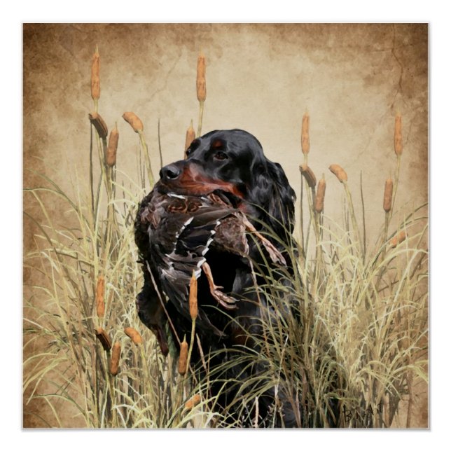 Pôster Gordon Setter , a tapeçaria de caça de patos (Frente)
