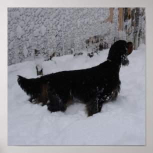 Poster Gordon Setter em uma tela de neve