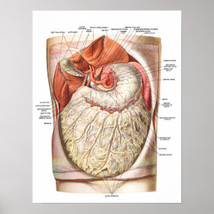 Pôster Gordura abdominal/obesidade