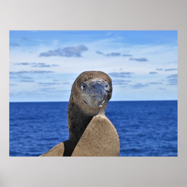 Poster Gorgeous Gannet (Frente)
