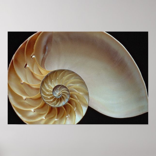 Poster Gorgeous Nautilus shell (Frente)