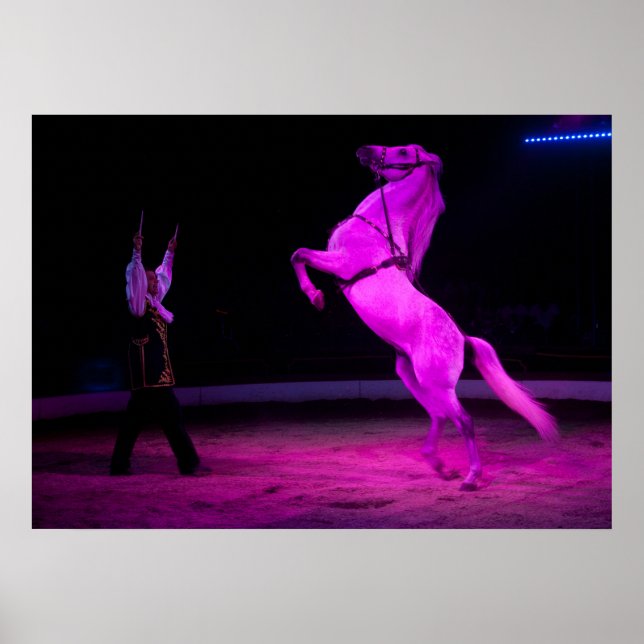 Pôster Gorgeous White Circus Horse (Frente)