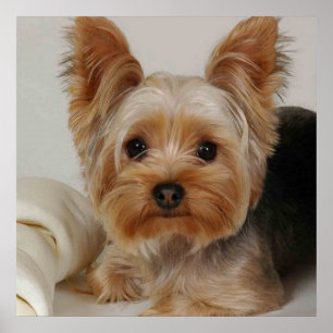 Poster Gorgeous Yorkshire Terrier