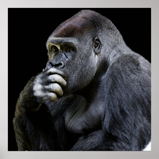 Poster Gorila (Frente)