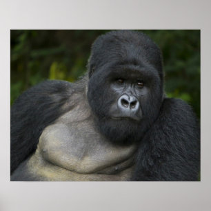 Poster Gorila da Montanha e Silverback