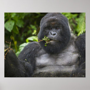 Poster Gorila da Montanha e Silverback