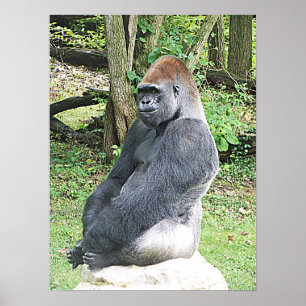 Pôster Gorila da planície na pose de assento