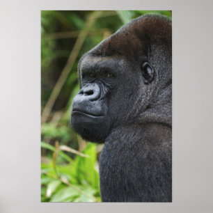 Pôster Gorila-de-costas-silverback cativo