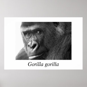 Pôster Gorila de Gorilla-#1-Gorilla