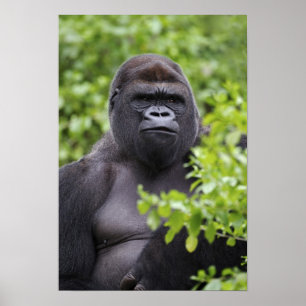 Pôster Gorila-de-terra-planície Silverback, Gorilla goril