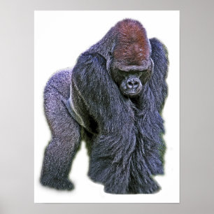Pôster Gorila do Silverback, parte traseira do branco