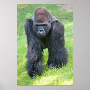 Poster gorila na selva