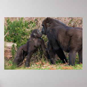 Poster Gorilla Baby's Affectionate for Mãe