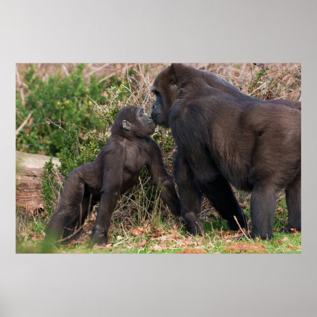 Poster Gorilla Baby's Affectionate for Mãe (Frente)