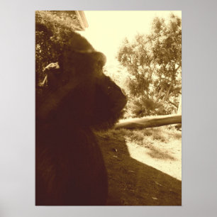 Pôster Gorilla Dreams