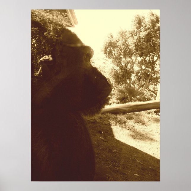 Pôster Gorilla Dreams (Frente)