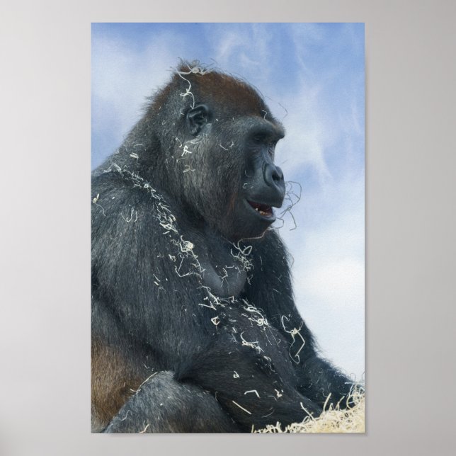 Poster Gorilla Enlouquecendo (Frente)
