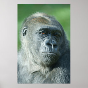 Poster Gorilla Face