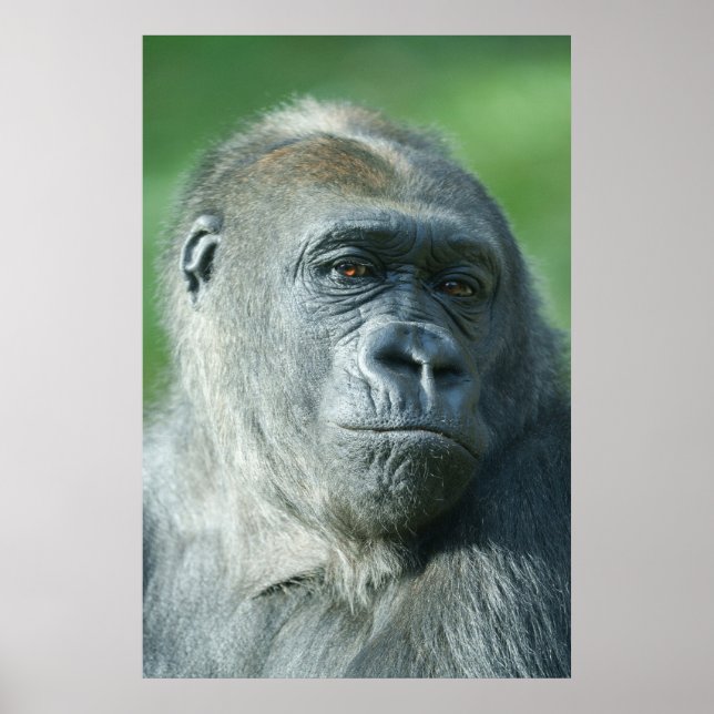 Poster Gorilla Face (Frente)