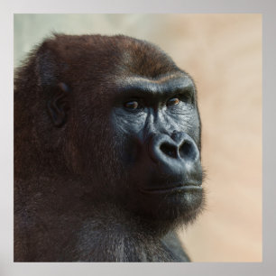 Poster Gorilla Lope Close-up
