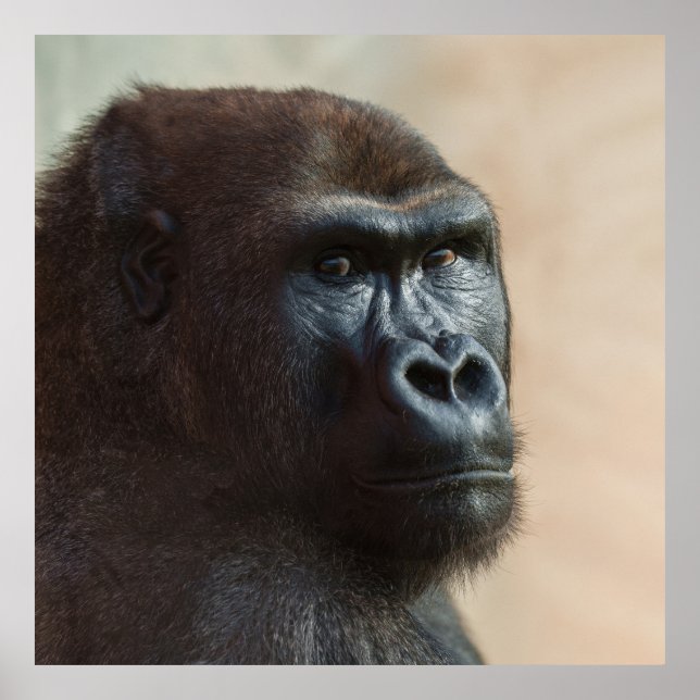 Poster Gorilla Lope Close-up (Frente)