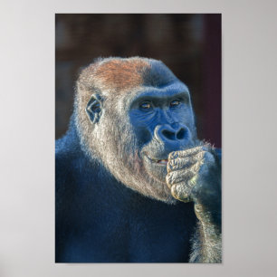 Poster Gorilla Lope's Grin