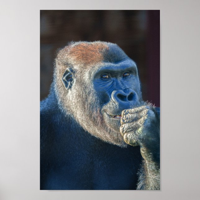 Poster Gorilla Lope's Grin (Frente)