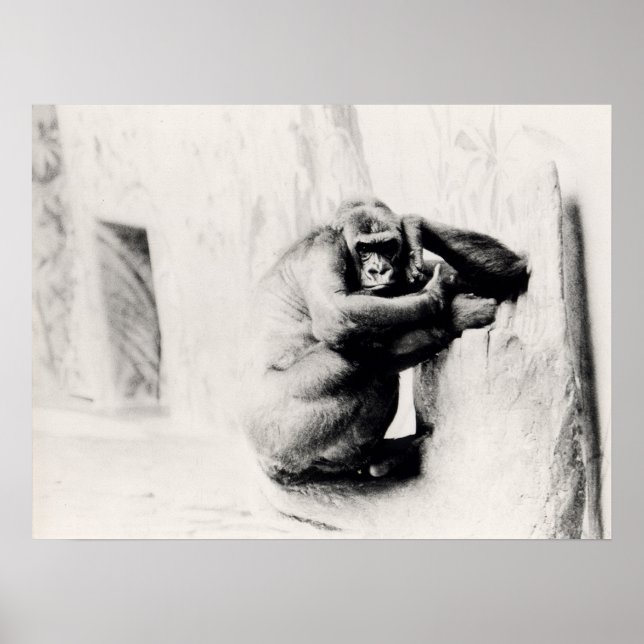 Poster Gorilla Pose (Frente)