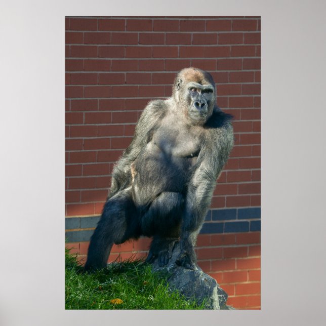 Poster Gorilla Sentado Em Uma Pedra (Frente)