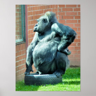 PÔSTER GORILLAS