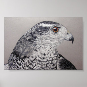 Pôster Goshawk